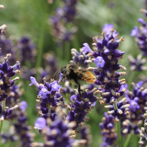 Bienenweide im Juli: Lavendel