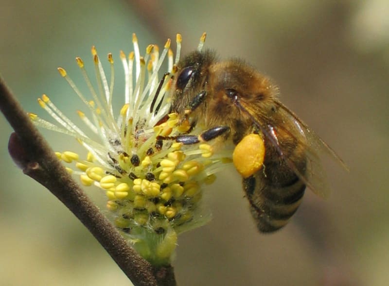 Bienenweide im März: Salweide