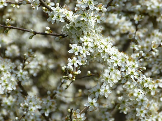 Bienenweide im April: Schlehe