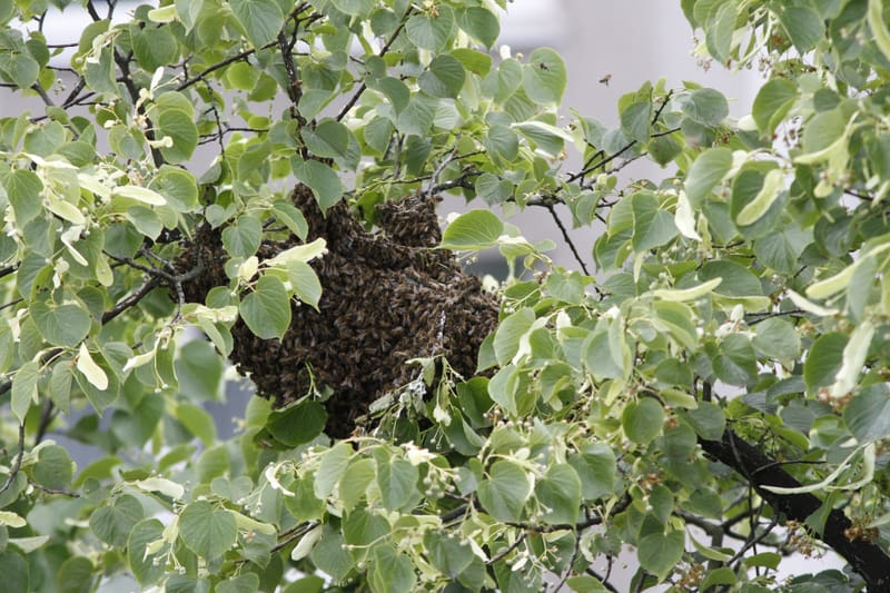 Bienenweide im Juni: Sommer- und Zwischenlinde