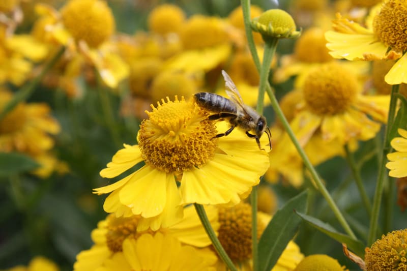 Bienenweide im August: Sonnenbraut