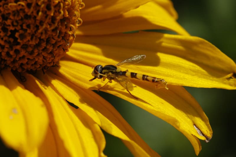 Bienenweide im August: Sonnehut