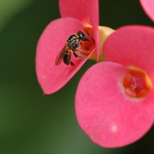 Eine stachellose Biene der Art Plebeia droryana