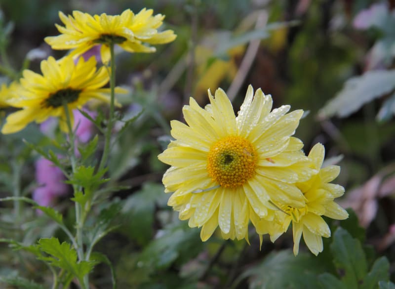 Bienenweide im September: Wucherblume