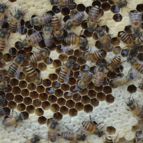 Apis cerana - einheimische Bienen in Nepal