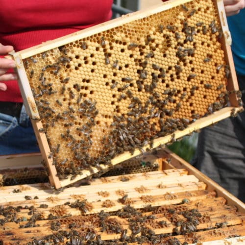 Bienenpaten und Hobbyimker sollen mit BeePal zusammengebracht werden