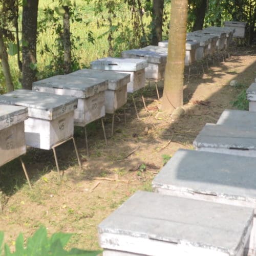 Bienenstand eines Berufsimkers in Chitwan