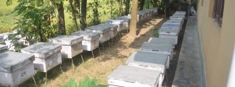 Bienenstand eines Berufsimkers in Chitwan