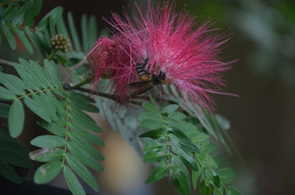 Riesenhonigbiene sammelt Nektar an der Blüte des Lampenputzerbaums
