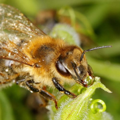 Bienenjahr 2019: Biene sucht Wasser