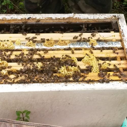 Bienenstock Wärmedämmung