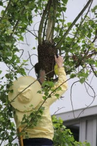 Bienen halten: Bienenschwarm