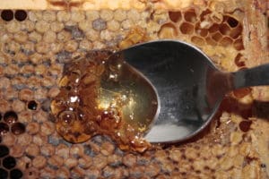 Bienen halten: Futterkranzprobe