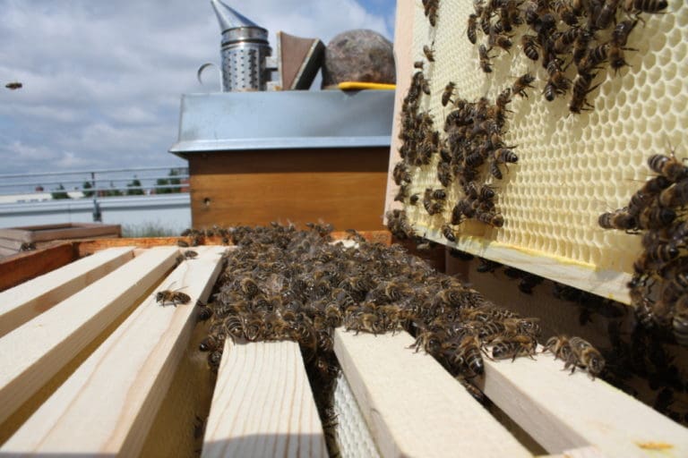 Bienen halten: Was gilt rechtlich? | Deutsches Bienen-Journal
