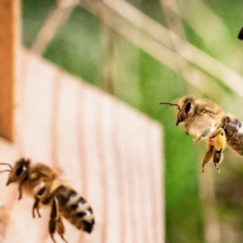 Bienen halten ohne Varroabehandlung
