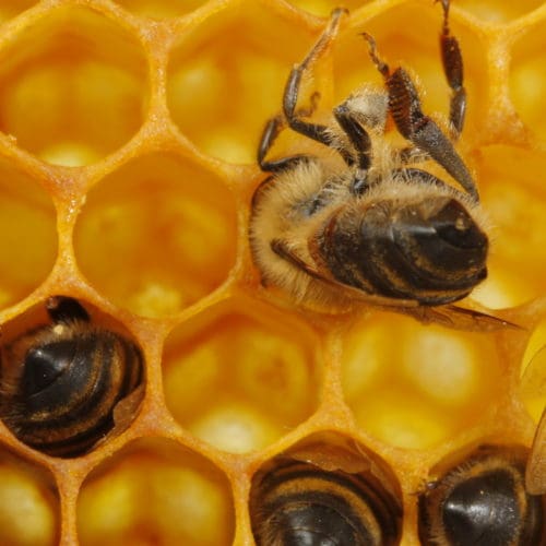 Bieneninstitut im Notbetrieb
