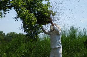 Bienenschwarm und Imker