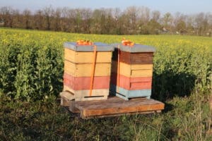 Wanderung mit den Bienen zur Corona-Zeit