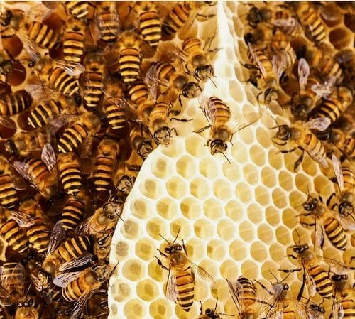 Bienen umsiedeln Foto: AdobeStock_khlongwangchao