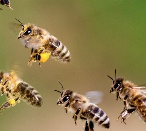 Flugradius von Bienen Foto: AdobeStock_bjoerno