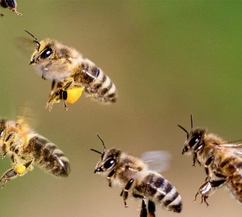 Meldungen | Deutsches Bienen-Journal