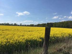 Frühtracht für Bienen unter Druck: Rapsfeld