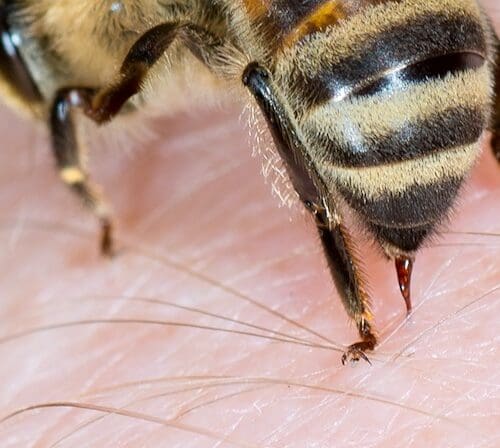 Bienengift gegen COVID 19 Foto: AdobeStock_mirkograul