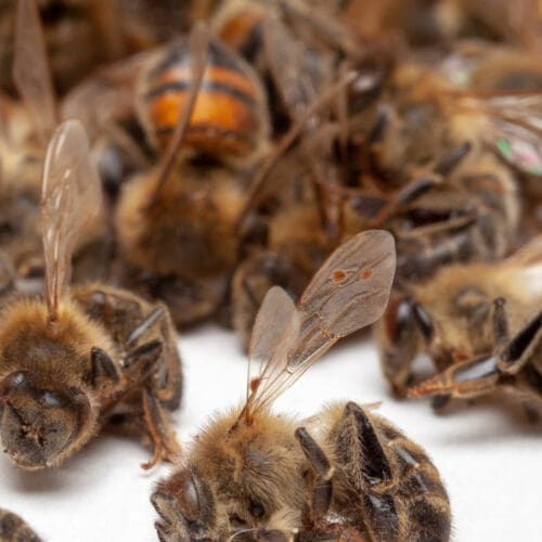 600 tote Bienenvölker