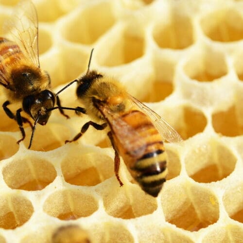 Ist Honig gesund?