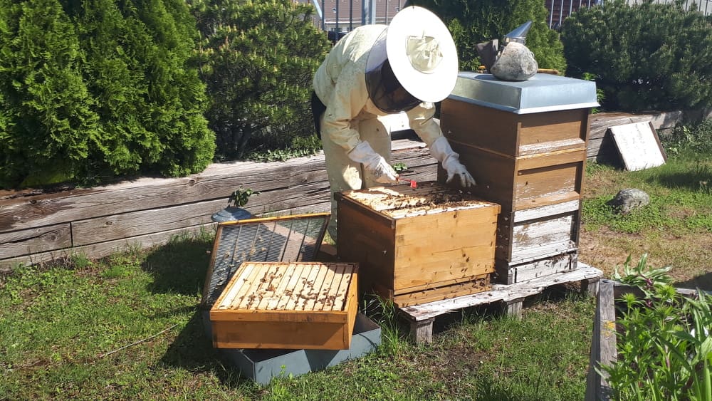 Durchsicht bei den Verlagsbienen.