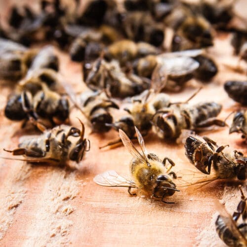 Bienensterben Russland AdobeStock/stefano