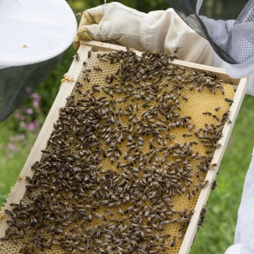Bienen kaufen