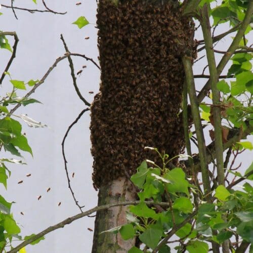 Bienenschwarm. Foto: Sabine-Rübensaat