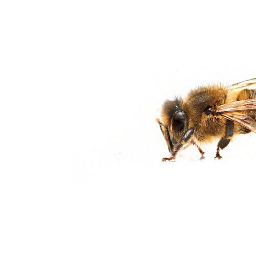 Bienengift gegen Brustkrebs AdobeStock_guy