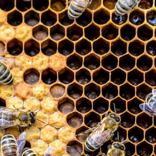Umfrage Gesundheit Bienenvölker AdobeStock/CL-Medien