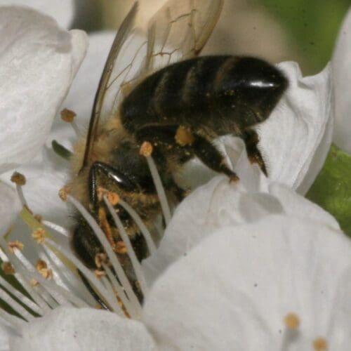 Bestäubung: Viele verschiedene Bienenarten bestäuben Pflanzen. Foto: Sabine Rübensaat
