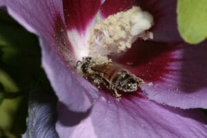 Bestäubung: Viele verschiedene Insekten leisten einen wichtigen Beitrag zur Bestäubung. Foto: Sabine Rübensaat