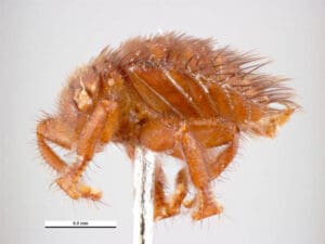 Bienenlaus (Braula coeca) seitlich. Foto: Simon Hinkley and Ken Walker Museums Victoria. CC-BY-NC-4.0