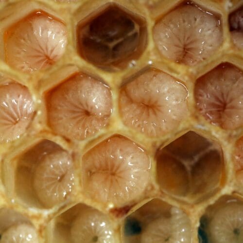 Rundmaden Bienen
