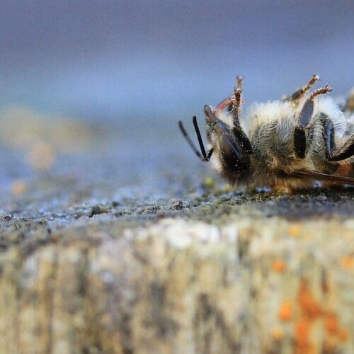 Bienenverluste im Spätsommer