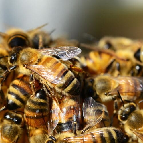 Gesunsheitszeugnis für Bienen