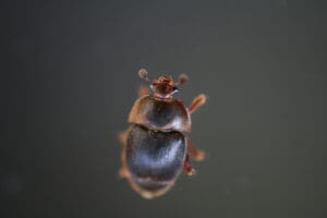 Der Kleine Beutenkäfer (Aethina tumida). Foto: Nick Annand