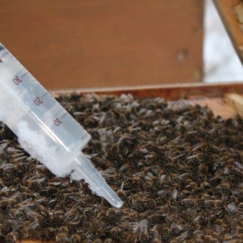 Winterbehandlung der Bienen