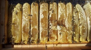 Honigernte in der wesensgemäßen Bienenhaltung - Honigwaben in der Beute, Foto: Heinz Risse