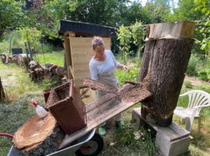 Naturwabenbau im Honigraum und Brutraum, Foto: Nicole Saturna