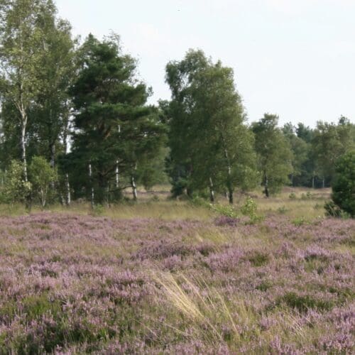 Besenheide (Calluna Vulgaris). Heide-Landschaft. Foto: Sabine Rübensaat