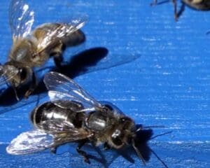 Biene mit Chronischem Bienenparalyse Virus (CBPV). Foto: Rebecca Pfeiffer