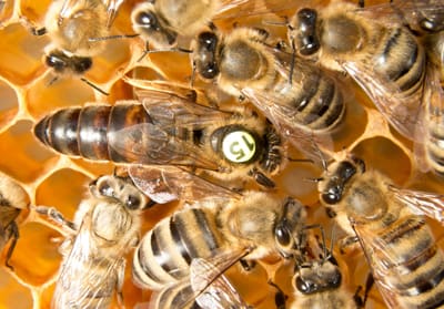 Bienenzucht-Profi.de