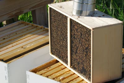 Bienenzucht-Profi.de
