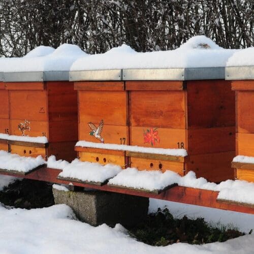Bienen im Winter